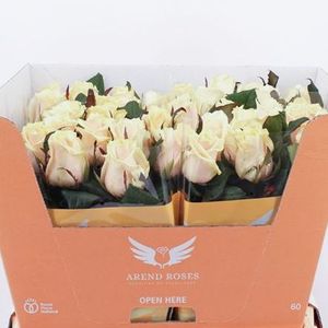 ROSE TALEA 50